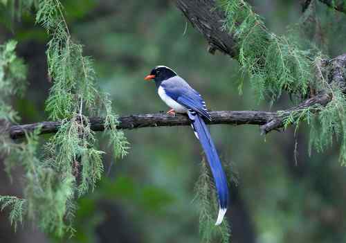 北京 二十几只林鸟