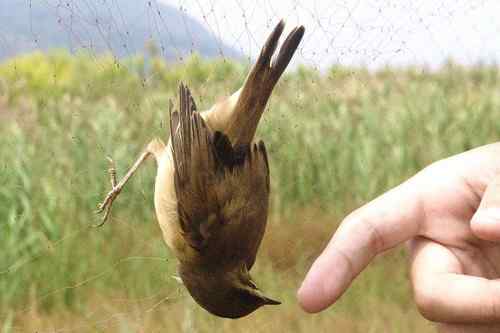 小小鸟人在行动 解救被困小鸟