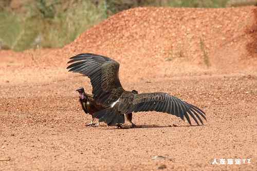 趴着的头巾兀鹫