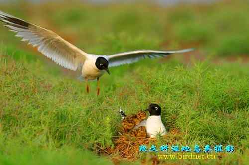 海鸥哺育喂雏——拳拳母子情