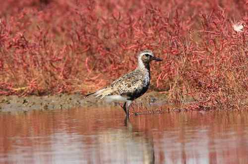 请教：金斑鸻还是灰鸻