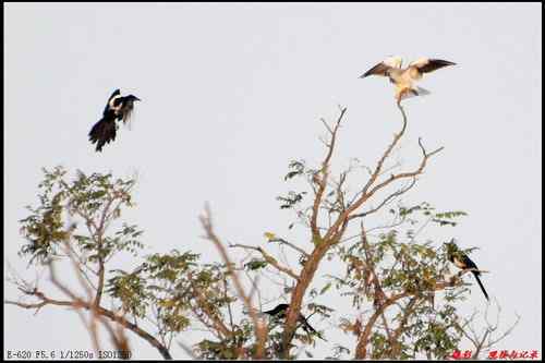 艰难生存的黑翅鸢