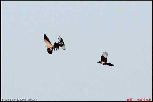 艰难生存的黑翅鸢