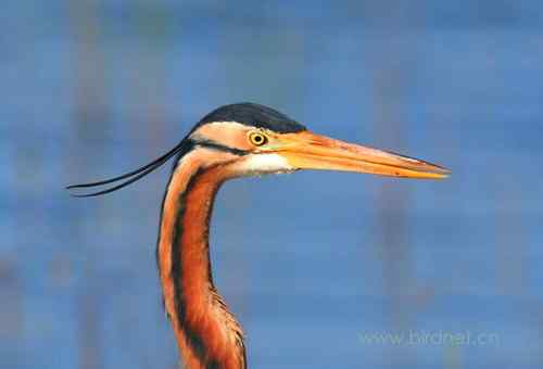 草鹭 鲜艳的色彩