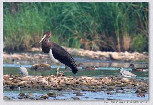 北京白河峡谷－鹮嘴鹬（大图）