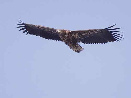 龙王庙死鸟事件初步调查