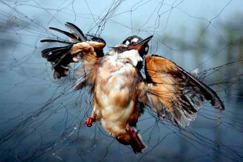 翠鸟之死： 北大港水库鸟网触目惊心