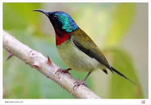 冬日两菜：叉尾太阳鸟、灰眶雀鹛