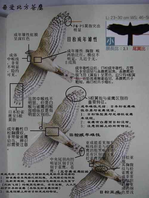 关于常见5种鹰类的辨识技巧：凤头苍鹰、雀鹰、苍鹰、日本松雀鹰、松雀鹰