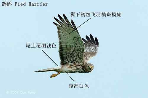 鹞的识别：白头鹞、白腹鹞、雀鹞、白尾鹞