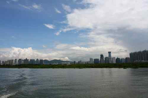 不一样的深圳湾，不一样的红树林：鸟儿的天堂