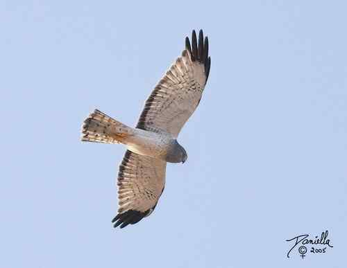 鹞的识别（归纳总结）