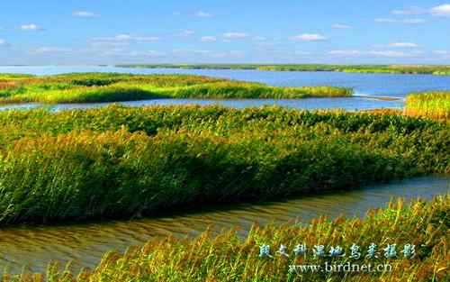 鸟网创始人段文科湿地拍鸟生涯
