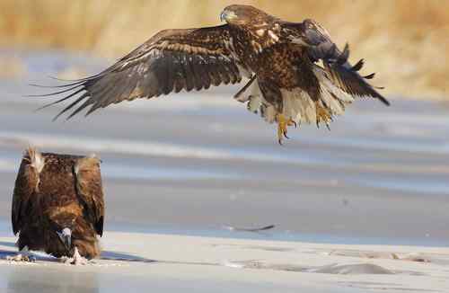 冬日野鸭湖—阳光灿烂的日子