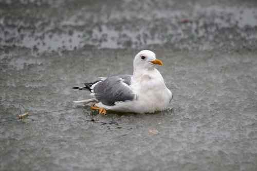 这是他杀？还是自杀？