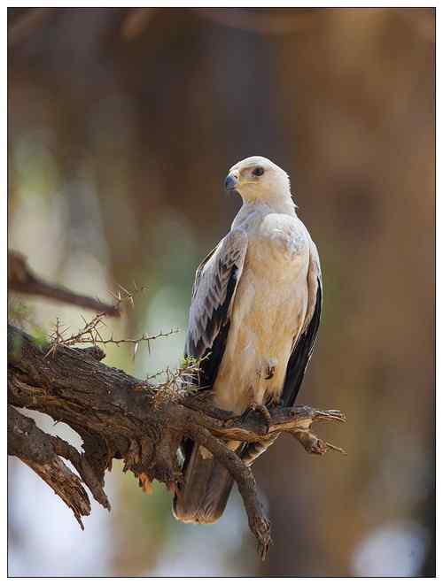 再拍非洲鸟 肯尼亚拍鸟攻略【鸟网精彩帖子盖楼300层】