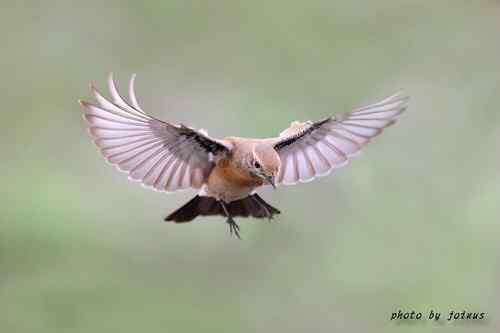 飛行及展翅之美