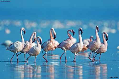 原画幅野生鸟类摄影俱乐部【精美组图】