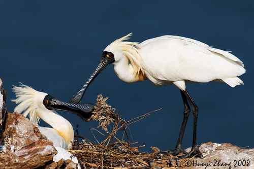 试图展现黑脸琵鹭的魅力
