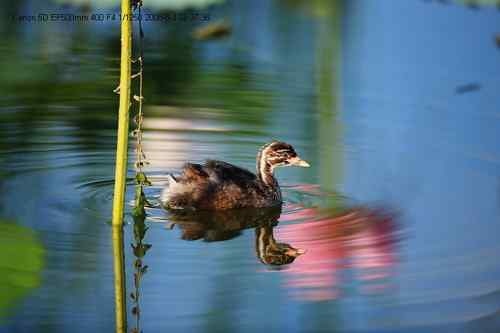 原画幅野生鸟类摄影俱乐部【精美组图】