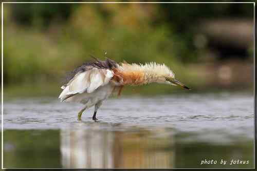 大快朵頤 爪哇池鷺 Javan Pond Heron