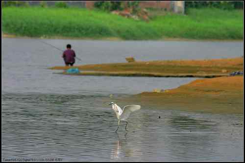 让人担忧的鹭鸟生存环境