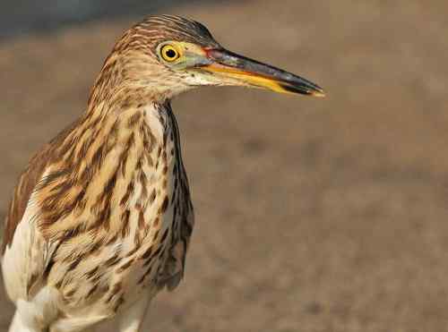 雏鸟池鹭获新生 雏鸟池鹭获新生