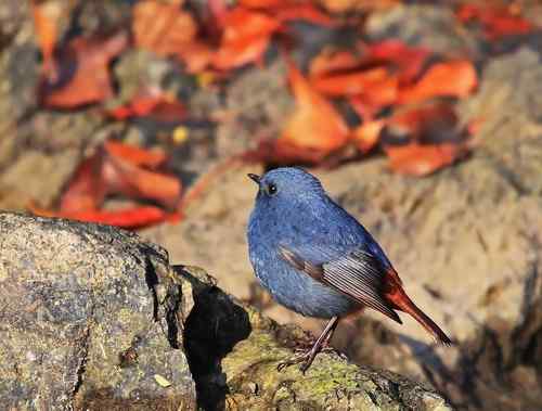 蓝色的鸟儿——红尾水鸲