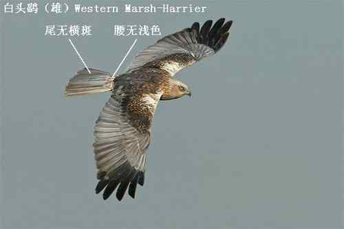 鹞的识别（归纳总结）