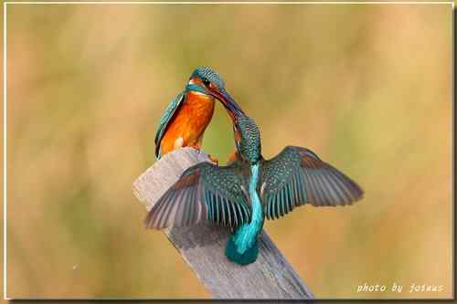 上天掉下來的禮物