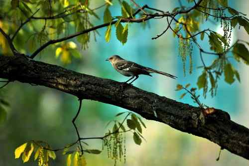 原画幅野生鸟类摄影俱乐部【精美组图】 原画幅野生鸟类摄影俱乐部【精美组图】