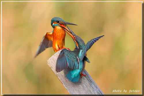 上天掉下來的禮物