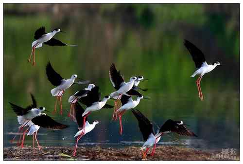 鸟类单飞、双飞、群飞美丽瞬间！