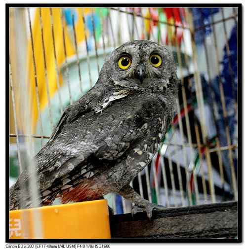 大连鸟人：今天救的小小鸟(角鸮)