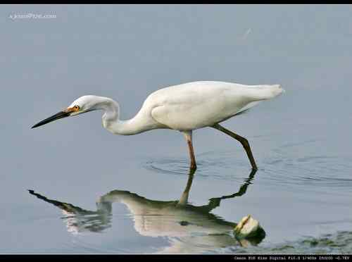 让人担忧的鹭鸟生存环境