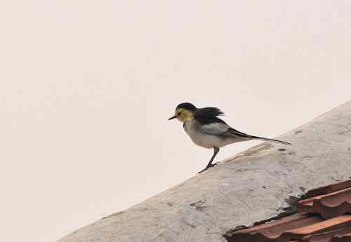 这是什么鹡鸰吗？