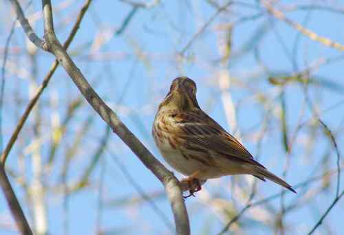 这是什么巫鸟？