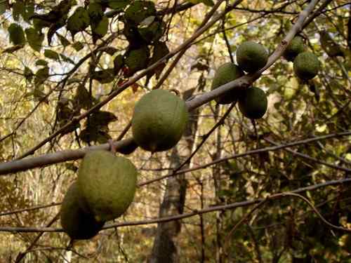 看看我长白山里的“宝贝”
