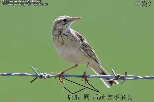 理氏鹨、田鹨还是布莱氏鹨的鸟类识别？