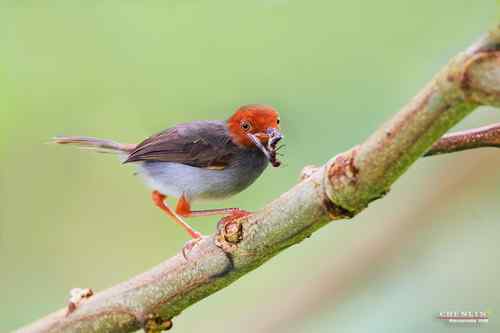 马来西亚的灰逢叶莺!