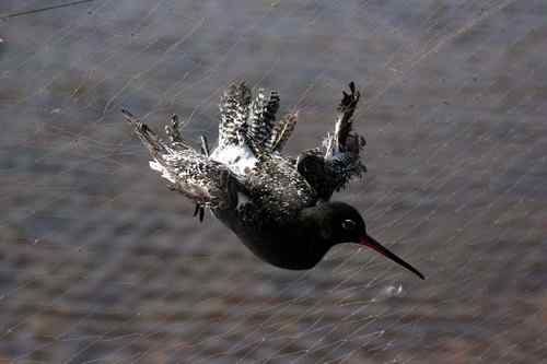湿地深处解救六只小鸟