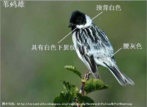 几种鹀的识别：芦鹀、苇鹀、红颈苇鹀