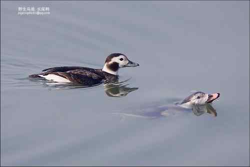 长尾鸭【组图】