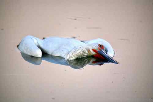 东方白鹳的致死 水质污染还是人为下毒?