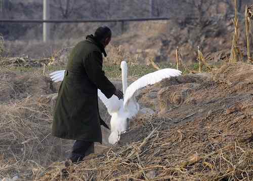 赏鹅却伤鹅:目睹了一只天鹅的受伤 赏鹅却伤鹅:目睹了一只天鹅的受伤