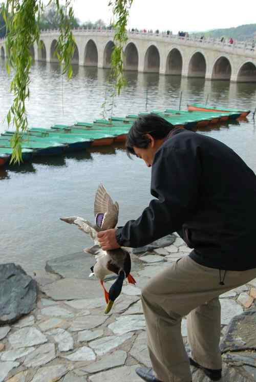 颐和园鸟人：绿头鸭蒙难获救记