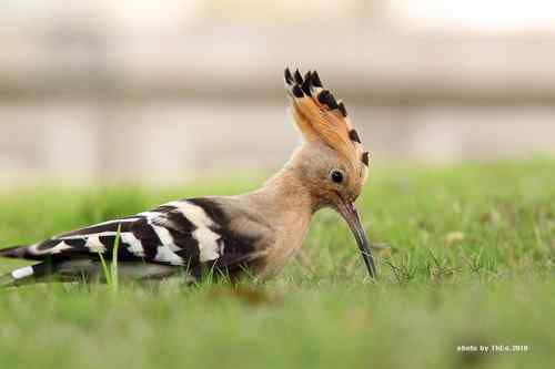 原画幅野生鸟类摄影俱乐部【精美组图】 原画幅野生鸟类摄影俱乐部【精美组图】