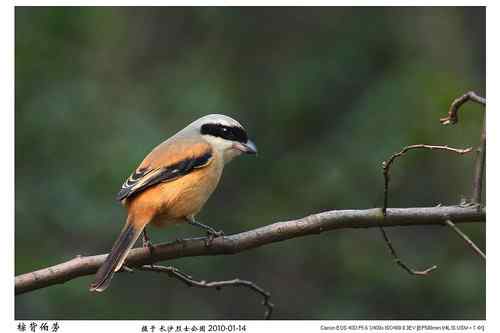 鸟类摄影图片处理成漂亮干净的背景