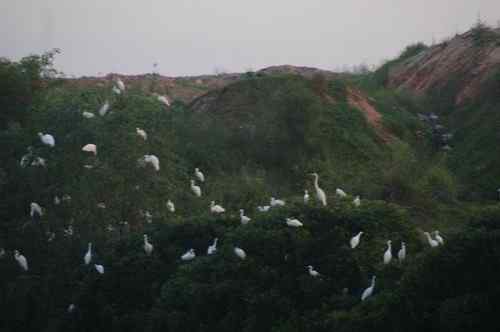 呼吁：珍惜深圳另一个“红树林”