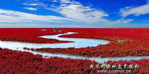 鸟网创始人段文科湿地拍鸟生涯